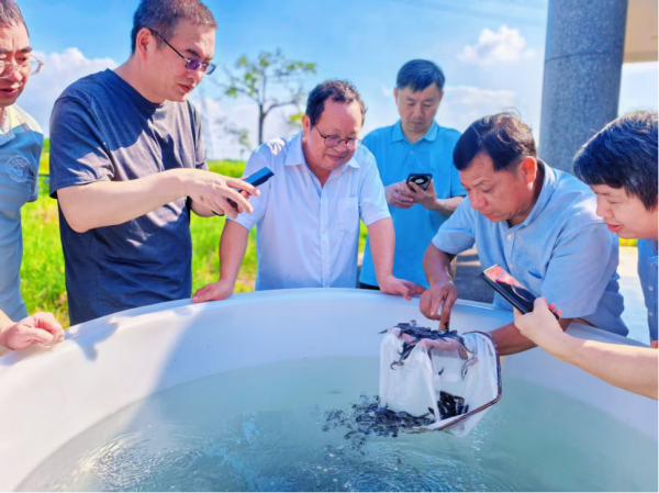 网络配资开户 育成5.2万尾苗种！广东攻克“河鲜之王”斑鳠人工繁育规模化瓶颈